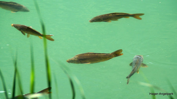 Karpfen im Hagersee im Hagertal