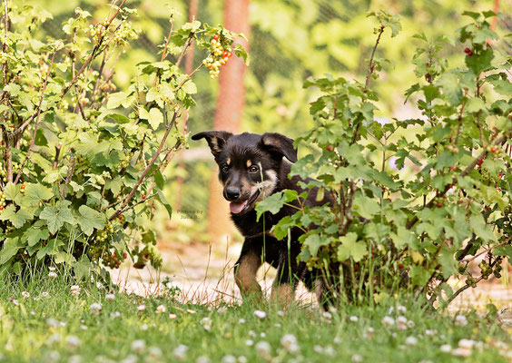 Startseite Australian Kelpie Zuchter Kelpie Vom Vluyner Kennel