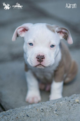 American Bully Welpen 6 Hundinnen 3 Ruden 1pitdogsnothilfes Webseite