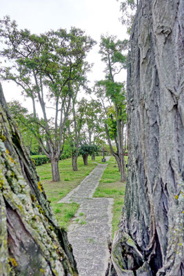 alter Friedhof des Landesalters- und Pflegeheims in Heidesheim