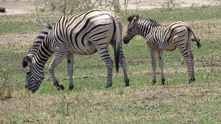 Black Mountain Zebra