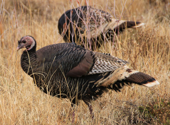 Wilde Turkey-Henne. Die braucht keine Angst vor Thanksgiving haben.