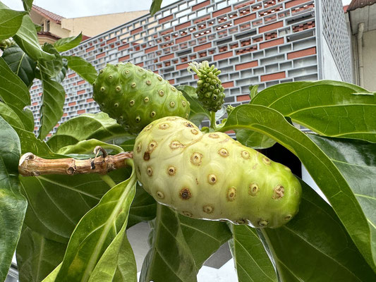 Noni Frucht. Stinkt fürchterlich, aber dem Saft werden gesundheitsfördernde und heilende Wirkungen nachgesagt.