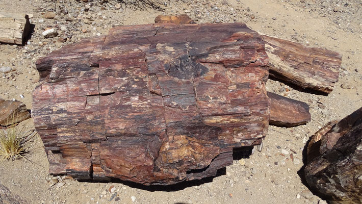 Versteinertes Holz.