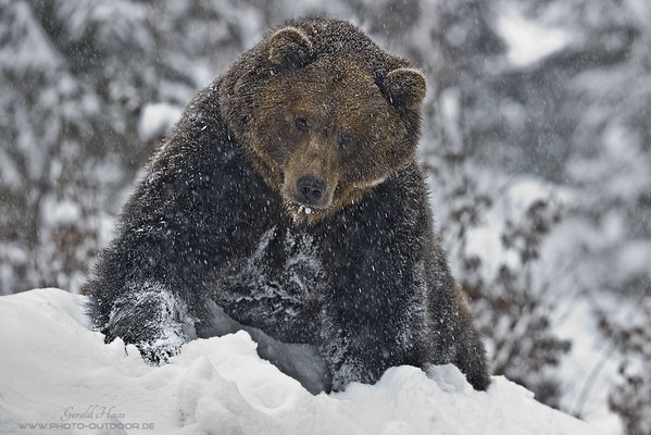 Bär im dichten Schneetreiben