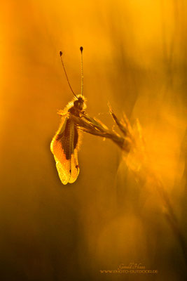 Im letzten Licht des Tages...