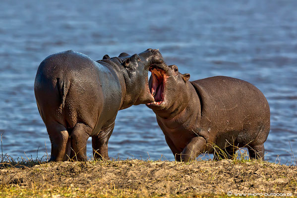 Kräftemessen bei den Halbstarken: Zwei Hippos am Chobe-River 