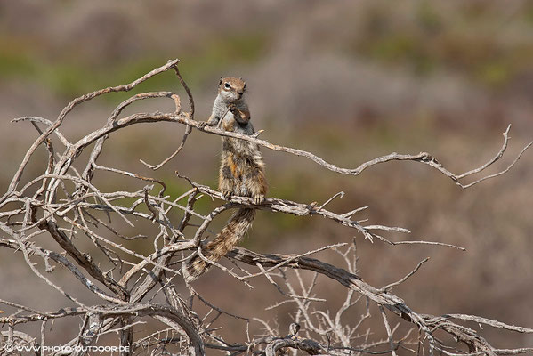 Erdhörnchen im Ausguck, Jandia-Halbinsel, Fuerteventura