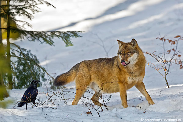 Wolf im Tiergehege