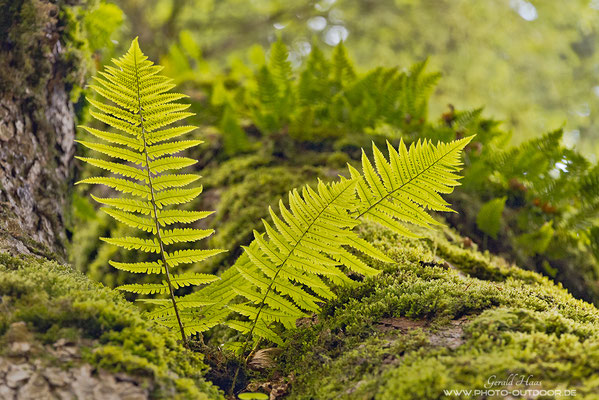 Farne bevölkern einen Bergahorn. Viele faszinierende Details kann man im Bergwald finden!