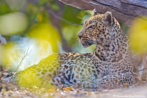 Gut versteckt im Gebüsch: Leopard im Chobe-NP