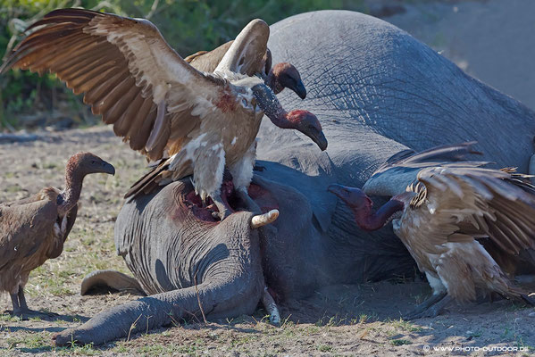 Ein junger Elefant im Chobe ist gestorben. Nachdem keine Löwen anwesend sind, gehen wir davon aus, dass er krank war. Die Geier haben für die nächsten Tage ausgesorgt.