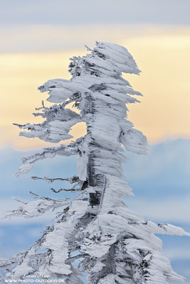 Eisformationen im toten Wald