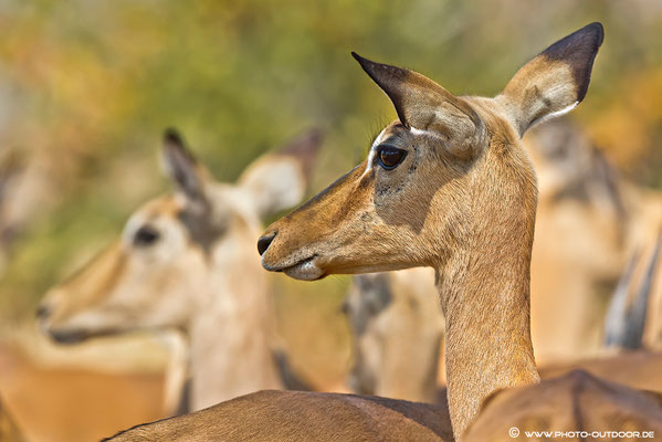 Impala-Portrait - Moremi-NP