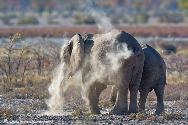 Wenn die "Dicken" unterwegs sind, wird manchmal kräftig Staub aufgewirbelt. Aber auch die Eles brauchen Schutz vor der heißen Sonne Afrikas.