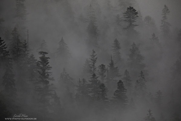 Wenn der Nebel durch den Bergwald zieht, ergeben sich mystische Szenerien.