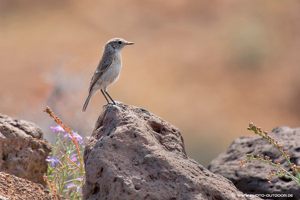 Kanarenpieper Fuerteventura