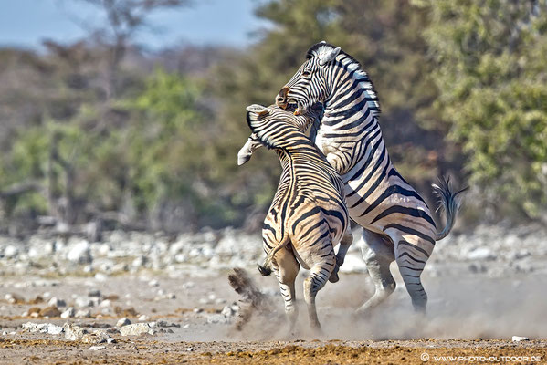 Keilerei unter Zebras. Es geht ordentlich zur Sache.