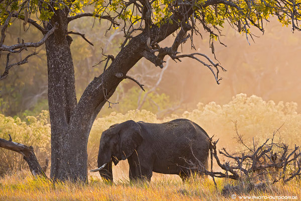 Das Licht in Afrika ist einfach unvergleichlich: Moremi-NP