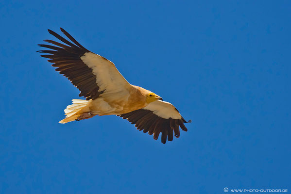 Flugstudie Schmutzgeier