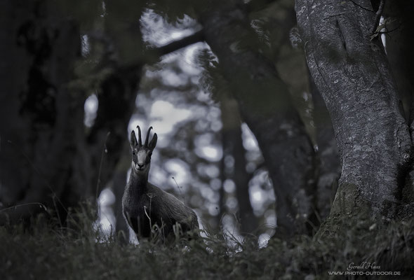 Gams im Bergwald: Eine SW-Umsetzung gefiel mir bei diesem Motiv am besten.