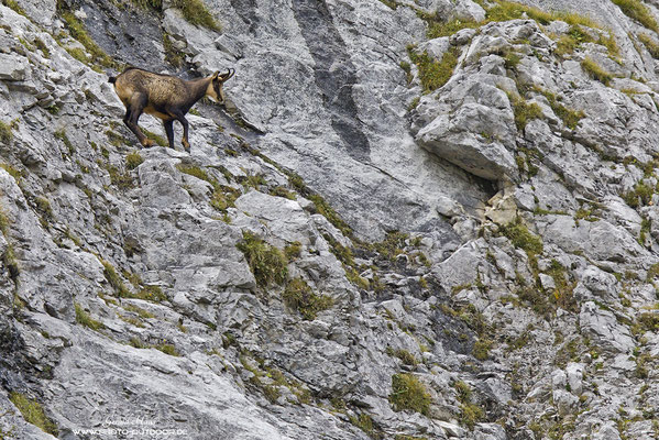 Eine  Gämse ist im steilen Fels des Karwendels unterwegs. Die Trittsicherheit dieser Tiere ist unglaublich!