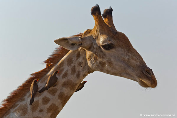 Giraffe mit Madenhackern im Chobe-NP