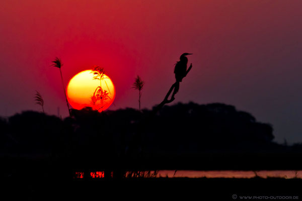 Abendstimmung am Chobe