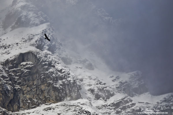 Ein Steinadler dreht seine Kreise vor dem verschneiten Karwendelgebirge.