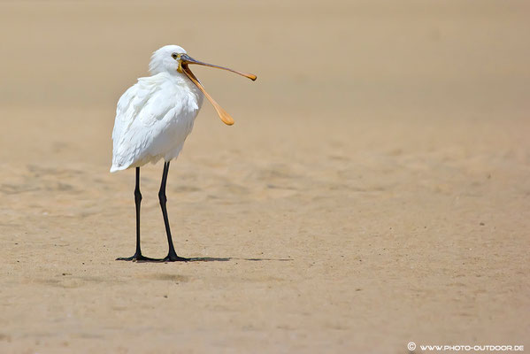 Löffler auf Fuerteventura