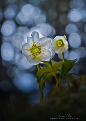 Eine Christrose im Gegenlicht und mit der Cinepeer M25 aufgehellt!