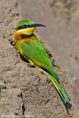 Zwergspint an den Ufern des Chobe