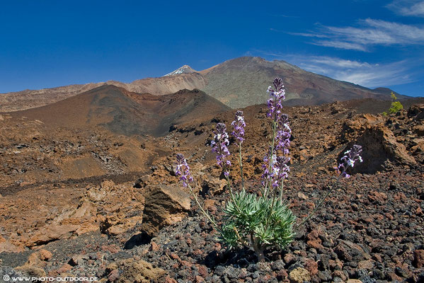 Teide-NP, Samara, Teneriffa