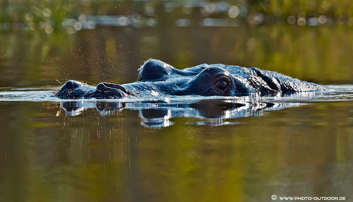 Stile Wasser gründen tief: Hippo im Moremi-NP