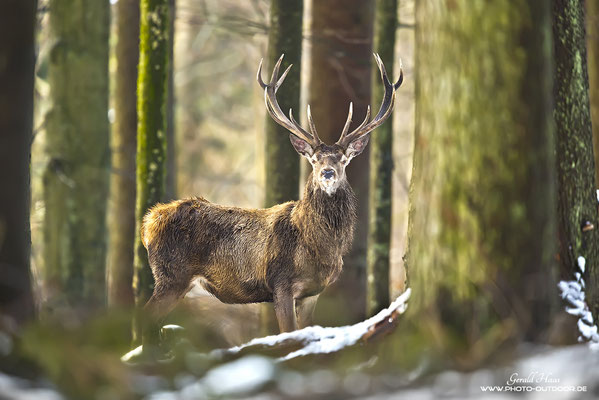 Hirsch im Wald