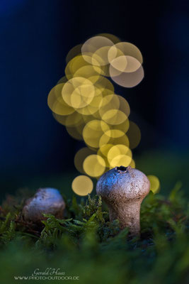 Magischer Pilz (aufgenommen mit Black Mist Filter 1/8