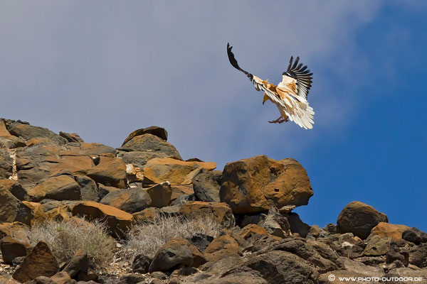 Schmutzgeier in Fuerteventura