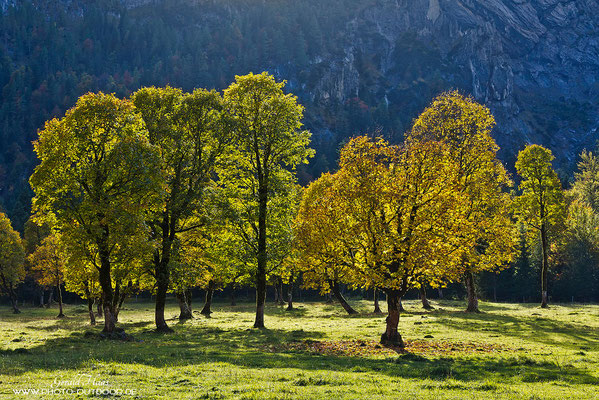 Gegenlichtstimmung der Ahornbäume im Karwendel.