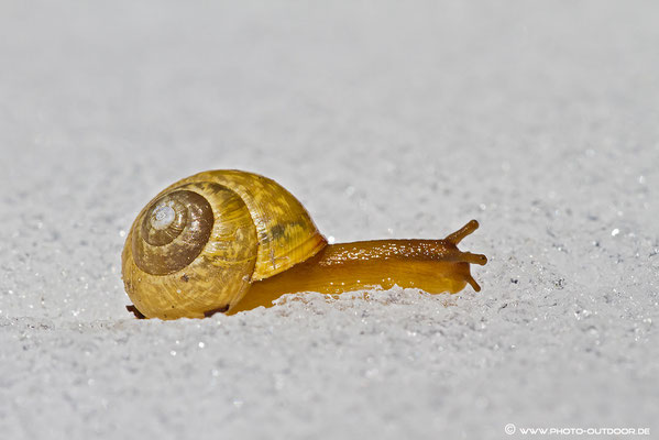 Wer zu langsam ist, hat verloren... Diese Schnecke haben wir auf etwa 2000 m gefunden, als sie sich ihren Weg über die Schneedecke bahnte.