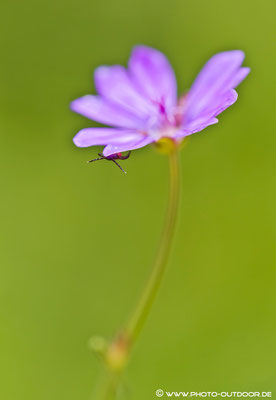 Und ist die Blumenwiese noch so schön...