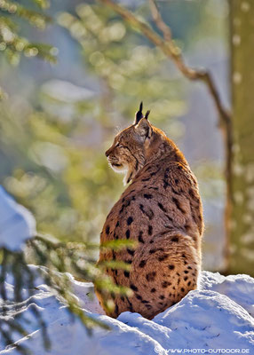 Luchs im besten Licht