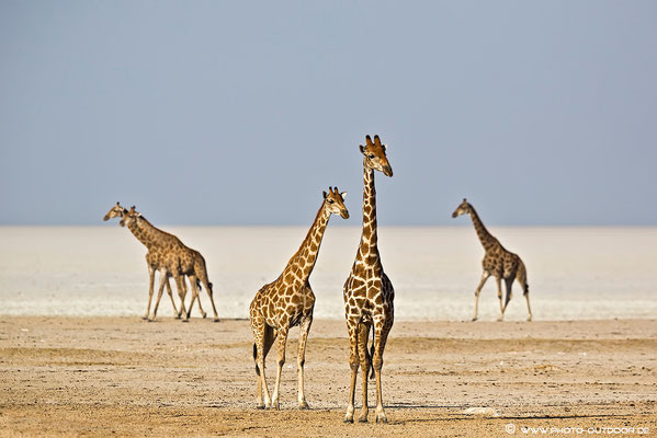 Full House: Fünf Giraffen am Rand von Etoschas Salzpfanne.