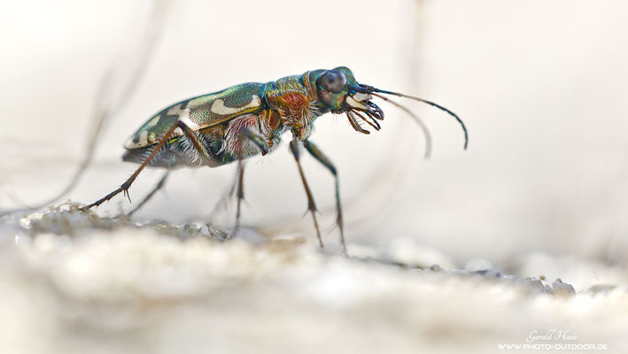 Sandlaufkäfer sind sehr flugfreudig. Für jede Aufnahme muss man sich auf den Boden legen, langsam an den Käfer heranrobben und kurz vor der Aufnahme fliegt er dann meist weg... Bei 30° eine schweißtreibende Angelegenheit!