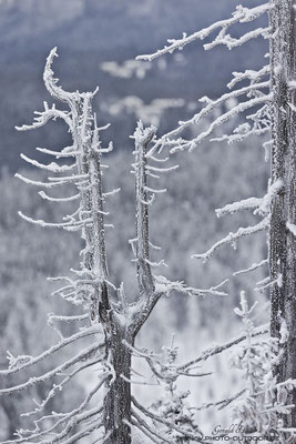 Eisformationen im toten Wald