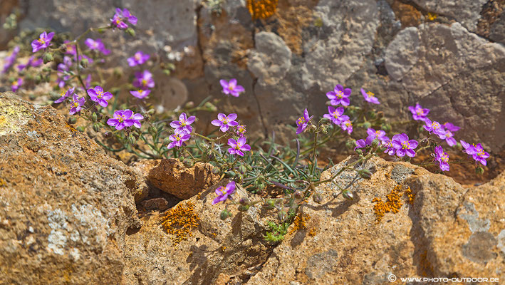 Wildblumen auf Fuerteventura