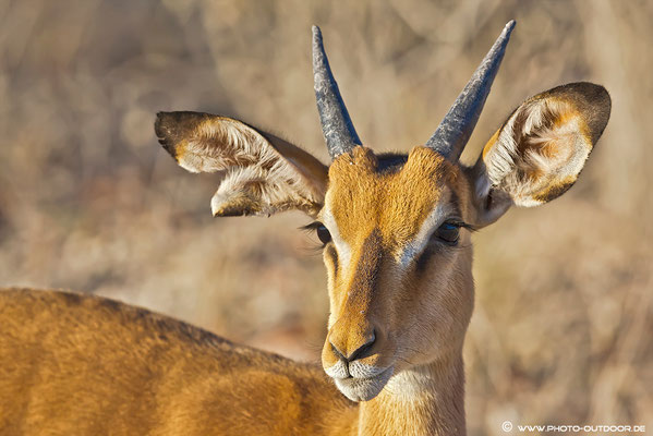 Close-up einer Impala-Antilope.