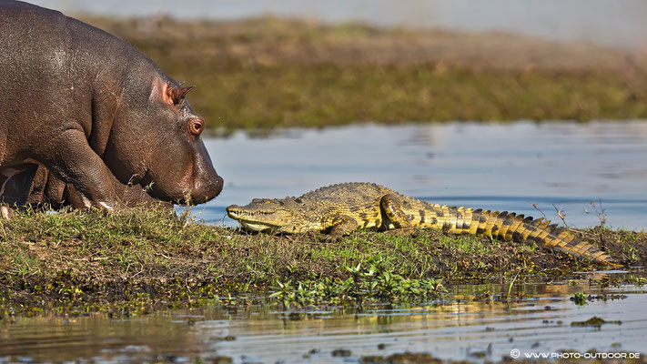 Hippo vs.  Croc: Wer ist der Stärkere?...