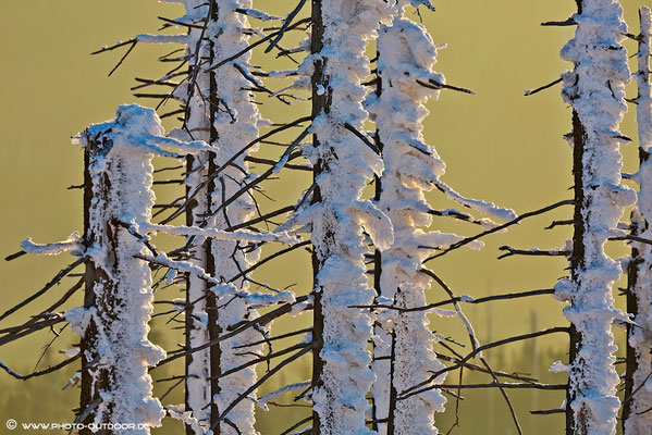 Schneeverkrustete Bäume