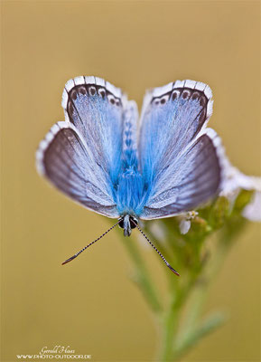Dieses Blau... (Polyommatus coridon)