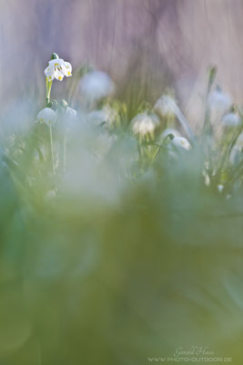 Die Märzenbecher sind nicht unbedingt einfach zu fotografieren: Der Standort liegt in einem ziemlich sumpfigen Gebiet (schlecht gelaufen für den Photographen ;))